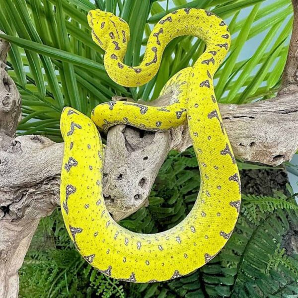 Yearling Male Manokwari Green Tree Python