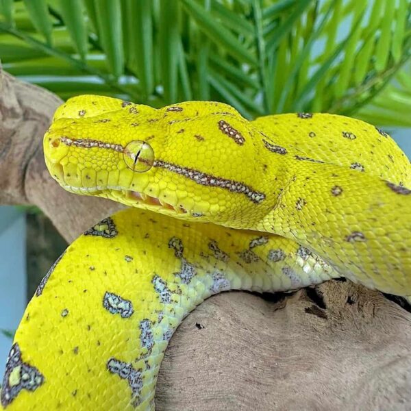 Yearling Male Manokwari Green Tree Python - Image 2