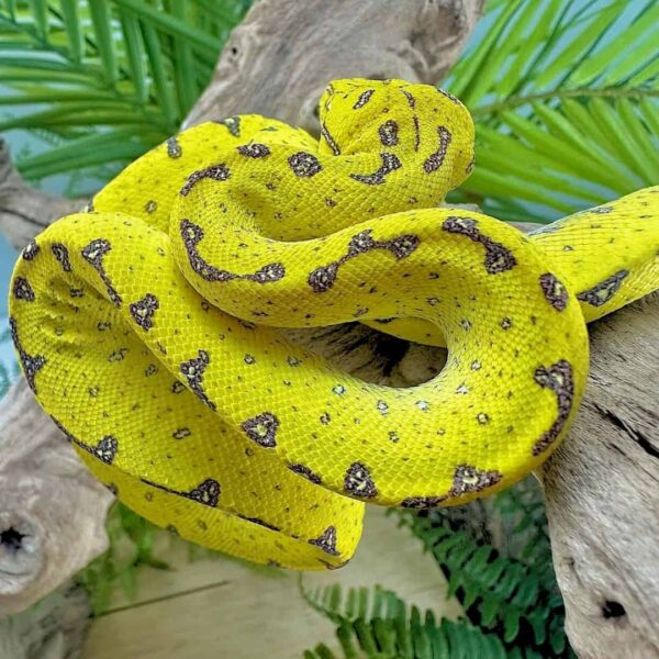 Yearling Male Manokwari Green Tree Python - Image 3