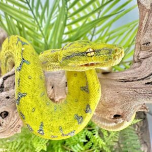 Yearling Male Manokwari Green Tree Python