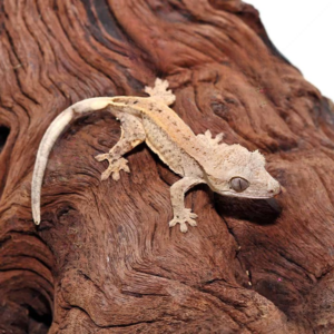 Baby Dalmatian Crested Gecko