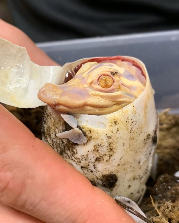 Albino alligator for sale - Image 2
