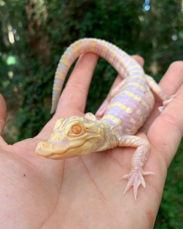 Albino alligator for sale
