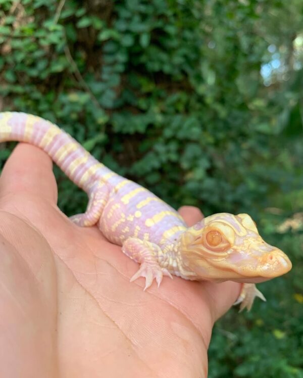 Albino alligator for sale - Image 3