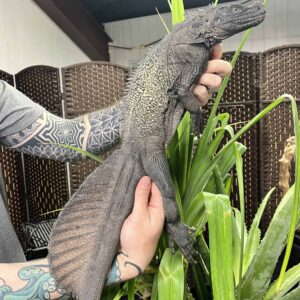 Adult Sulawesi Sailfin Dragon