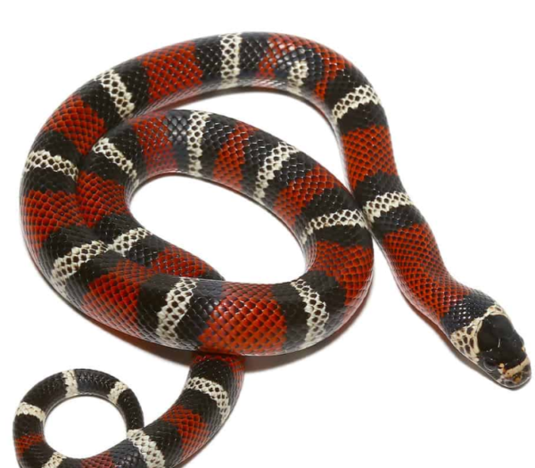 Ecuadorian Milksnake for sale.
