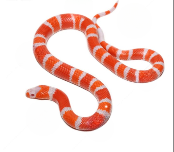 Baby Albino Tangerine Honduran Milksnake
