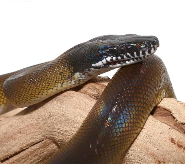D’Alberts White Lipped Python for sale. - Image 2