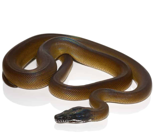D’Alberts White Lipped Python for sale.
