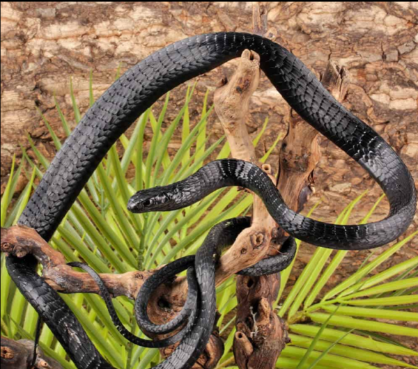 Black Tree Snake for sale.