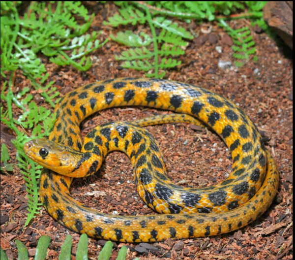 Checkered Keelback Water Snake for sale.