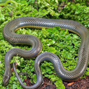 Rainbow Water Snake for sale.