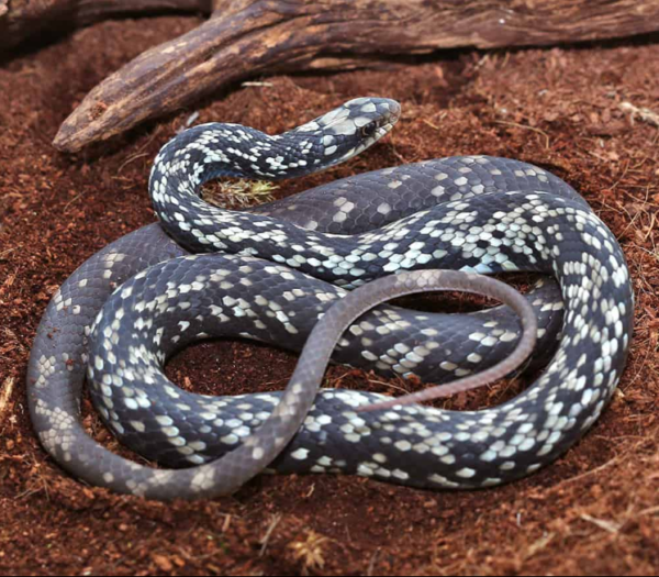 Buttermilk Racer Snake for sale.