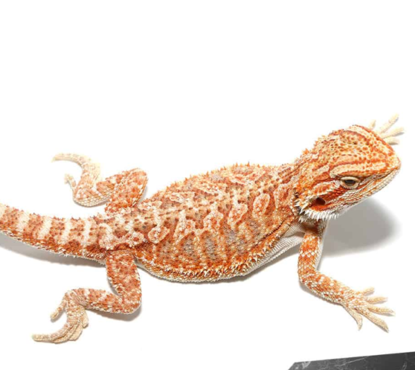 Baby Hypo Tricolor Bearded Dragon