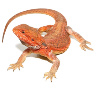 Inferno Dunner Blue Bar Bearded Dragon