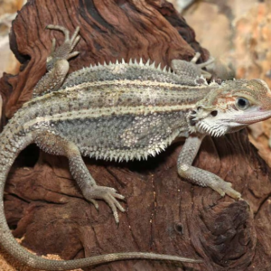 Genetic Stripe Translucent Bearded Dragon