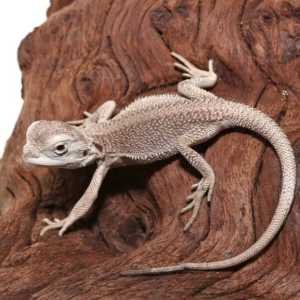 Baby Zero Bearded Dragon (4-5″)
