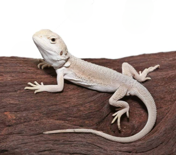 Baby High White Zero Bearded Dragon