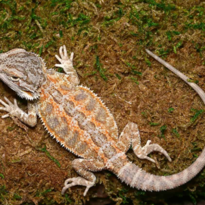 Baby Silver Sunset Bearded Dragon