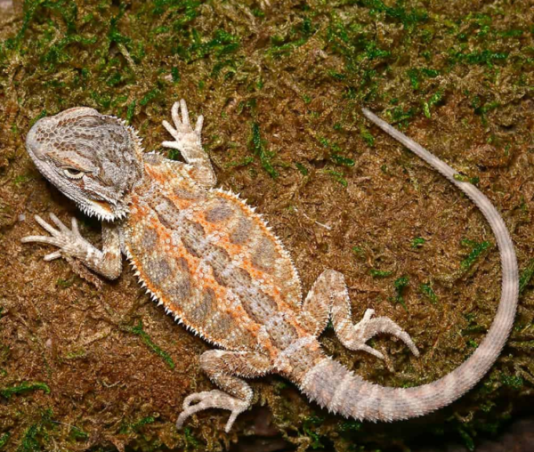 Baby Silver Sunset Bearded Dragon