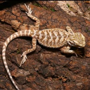 Baby Lemon Drop Bearded Dragon