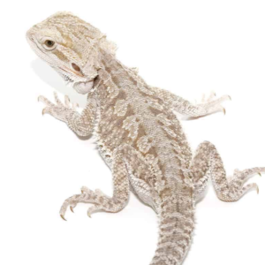 Eastern Bearded Dragon Hybrid for sale.