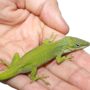 Megladon Green Anole for sale