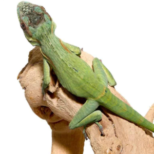 Smallwood’s Anole for sale.
