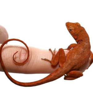 we have Cherry Anole for sale