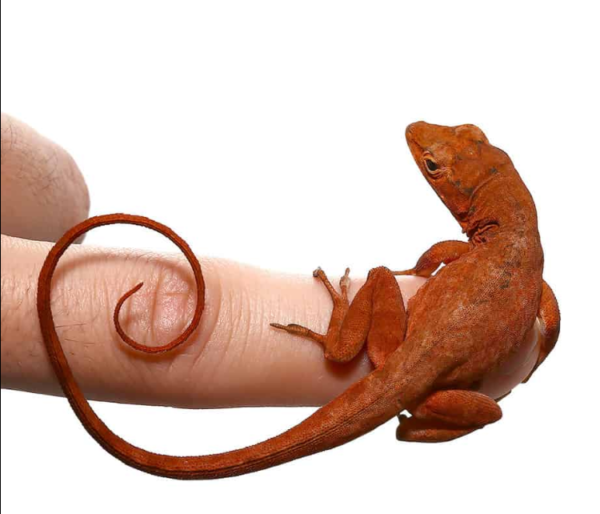 we have Cherry Anole for sale