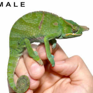 Bifidus Chameleon for sale.