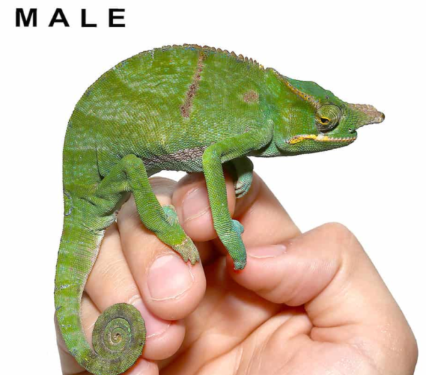 Bifidus Chameleon for sale.