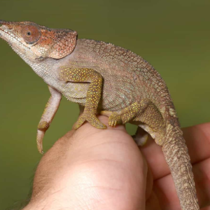 Short Horned Chameleon for sale.