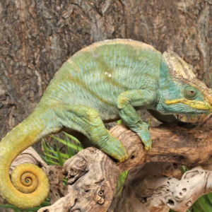 Parson’s Chameleon for sale. #2