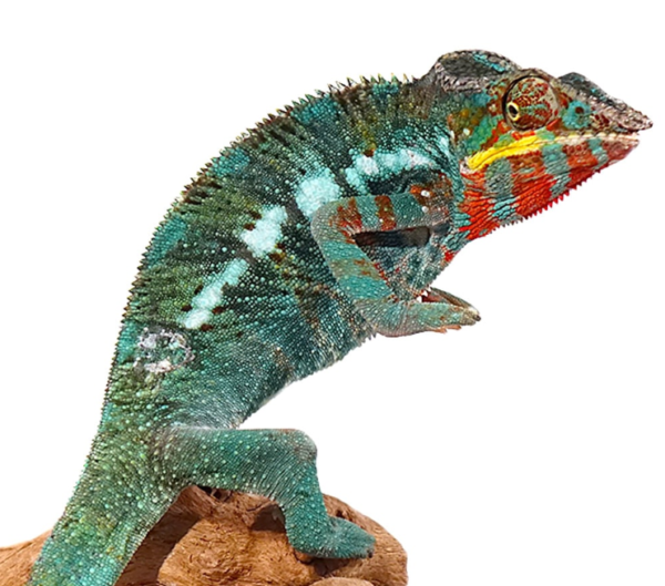 Bermanja Panther Chameleon for sale.