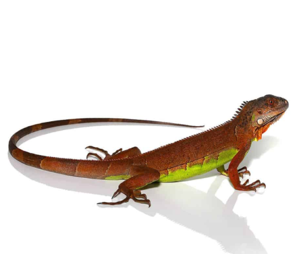 Baby Red Iguana for sale.