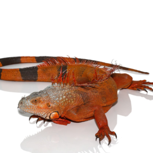 Male White Head Iguana