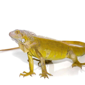 Yearling Hypo Iguana for sale.