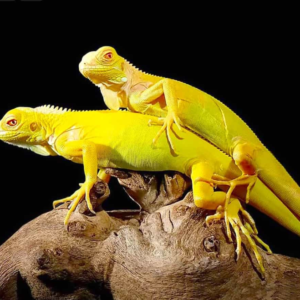 Baby Albino Iguana for sale.