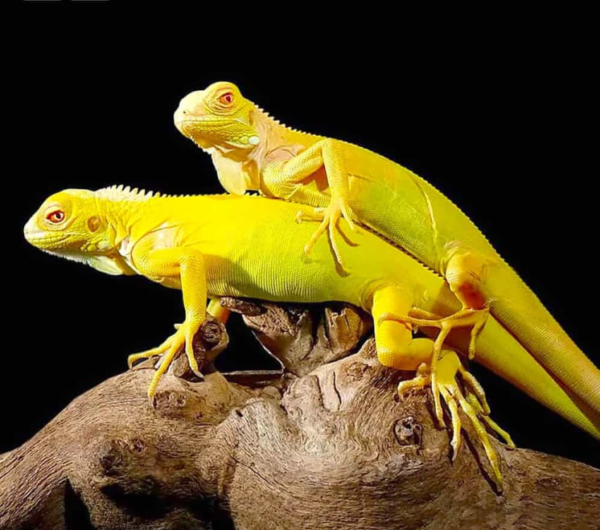 Baby Albino Iguana for sale.