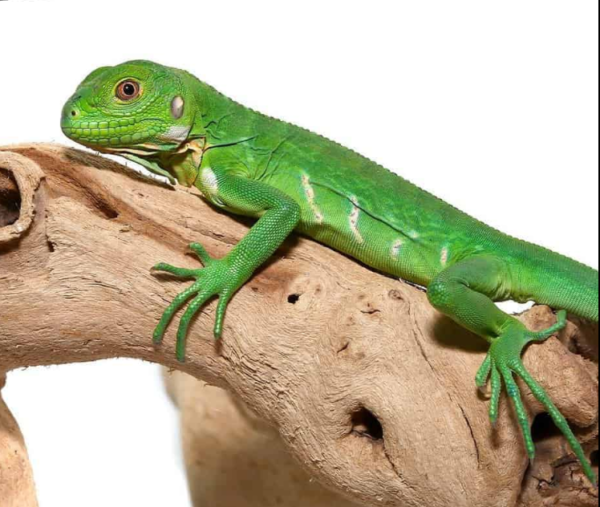 Baby Lesser Antillean Iguana