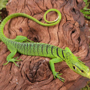 Baby Green Tree Monitor