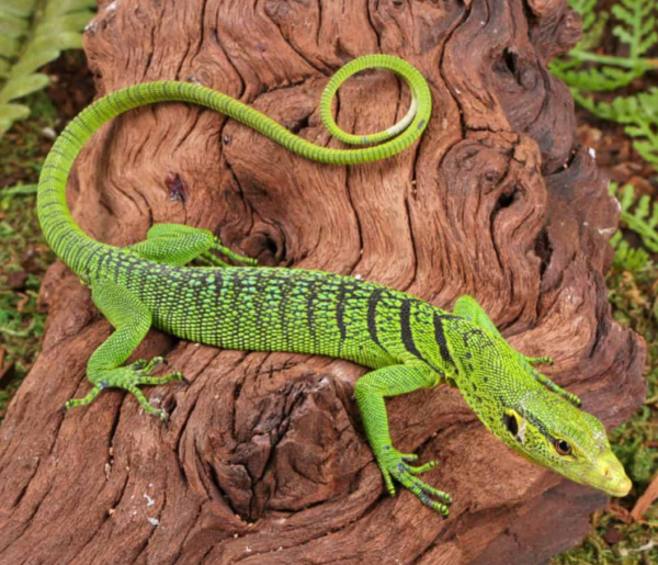 Baby Green Tree Monitor
