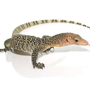 Baby Rennell Island Mangrove Monitor