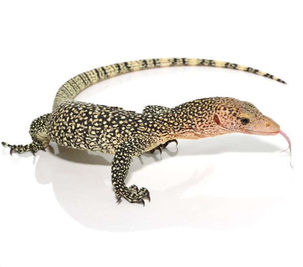 Baby Rennell Island Mangrove Monitor