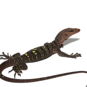 Hatchling Spiny Neck Monitor