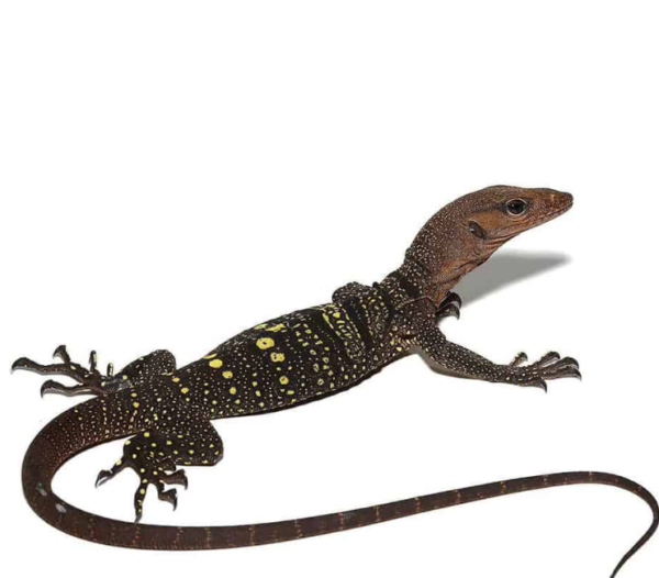 Hatchling Spiny Neck Monitor
