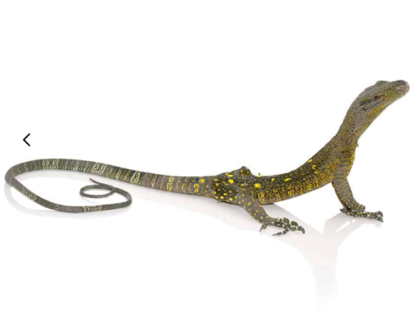 Crocodile Monitor for sale.