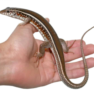 Karsten’s Girdled Lizard
