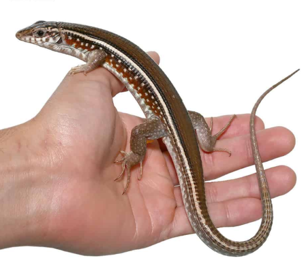 Karsten’s Girdled Lizard